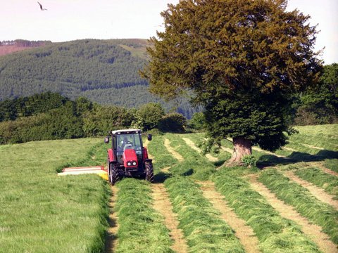 haymaking